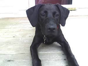 Dog