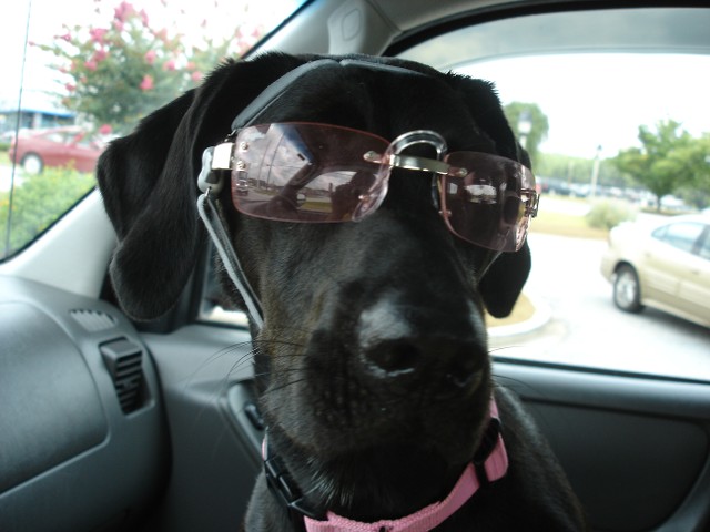 Dog with Glasses