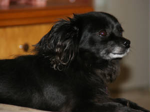 Pippa 2