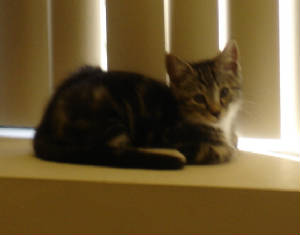 Kitty