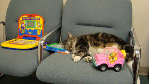 Sleeping Cat
