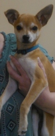 Cute Dog