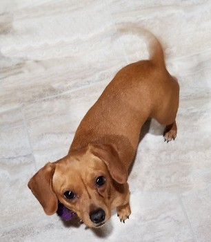Pixie