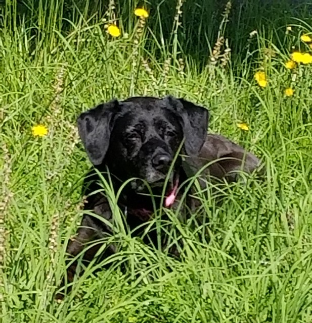 Dog in the Grass