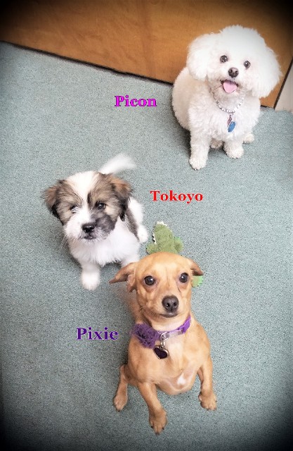 Picon, Tokoyo, and Pixie