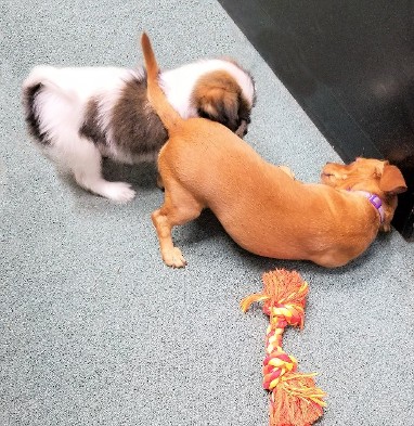 Puppies Playing