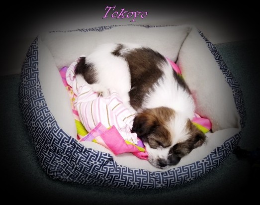 Tokoyo