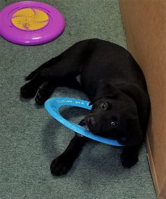 Puppy Playing