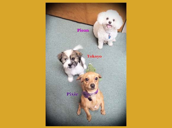 Picon, Tokoyo, and Pixie
