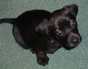 Puppy